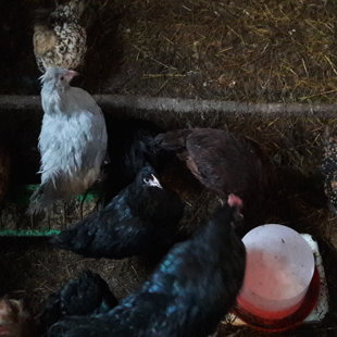 Jaunā paaudze- Lavander, Australorpi, Brese u.c.